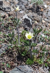 Anemone multifida saxicola
