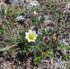 Anemone multifida saxicola
