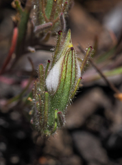 Cordylanthus nidularius