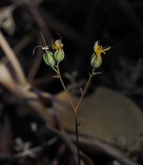 Hesperolinon breweri