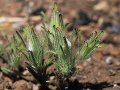 Cordylanthus nidularius