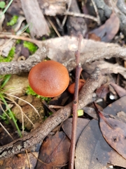 Cortinarius kula