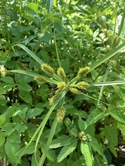 Cyperus cyperinus