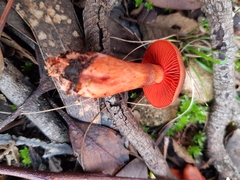 Cortinarius kula