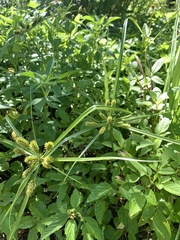 Cyperus cyperinus