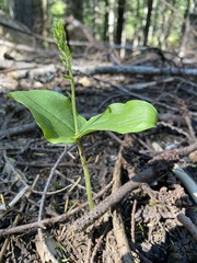 Neottia banksiana