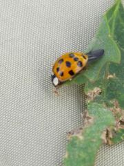 Harmonia axyridis