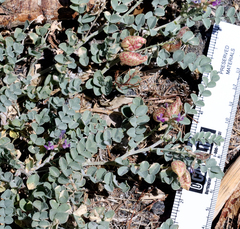 Astragalus lentiginosus antonius