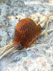 Arion vulgaris