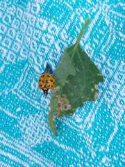 Harmonia axyridis
