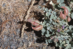 Astragalus lentiginosus antonius