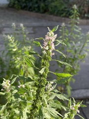 Leonurus cardiaca