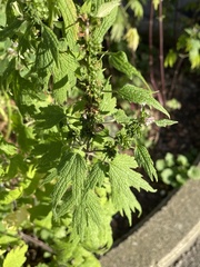 Leonurus cardiaca