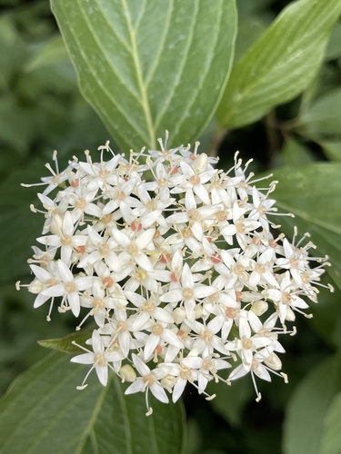 Palaipinė sedula nuotrauka