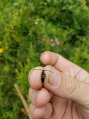 Typocerus lunulatus