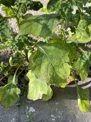 Solanum nigrum