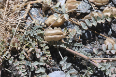 Astragalus lentiginosus antonius