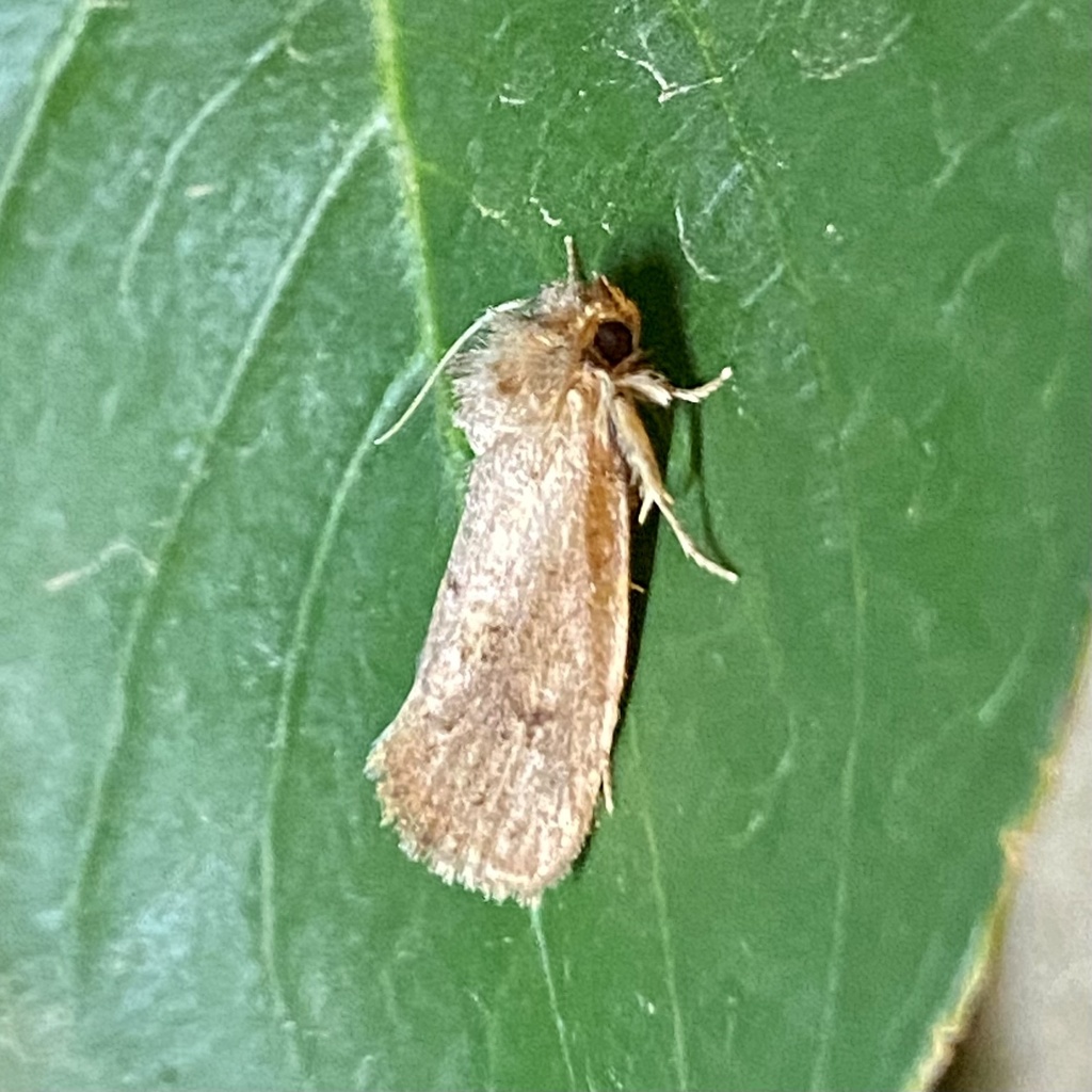 Acrolophus luriei
