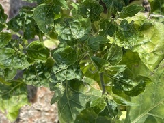 Solanum nigrum
