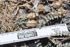 Astragalus lentiginosus antonius