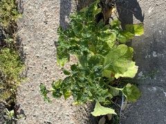Solanum nigrum