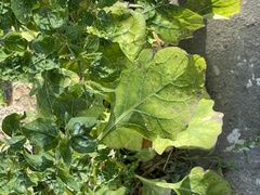 Solanum nigrum