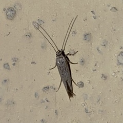 Neoscythris
