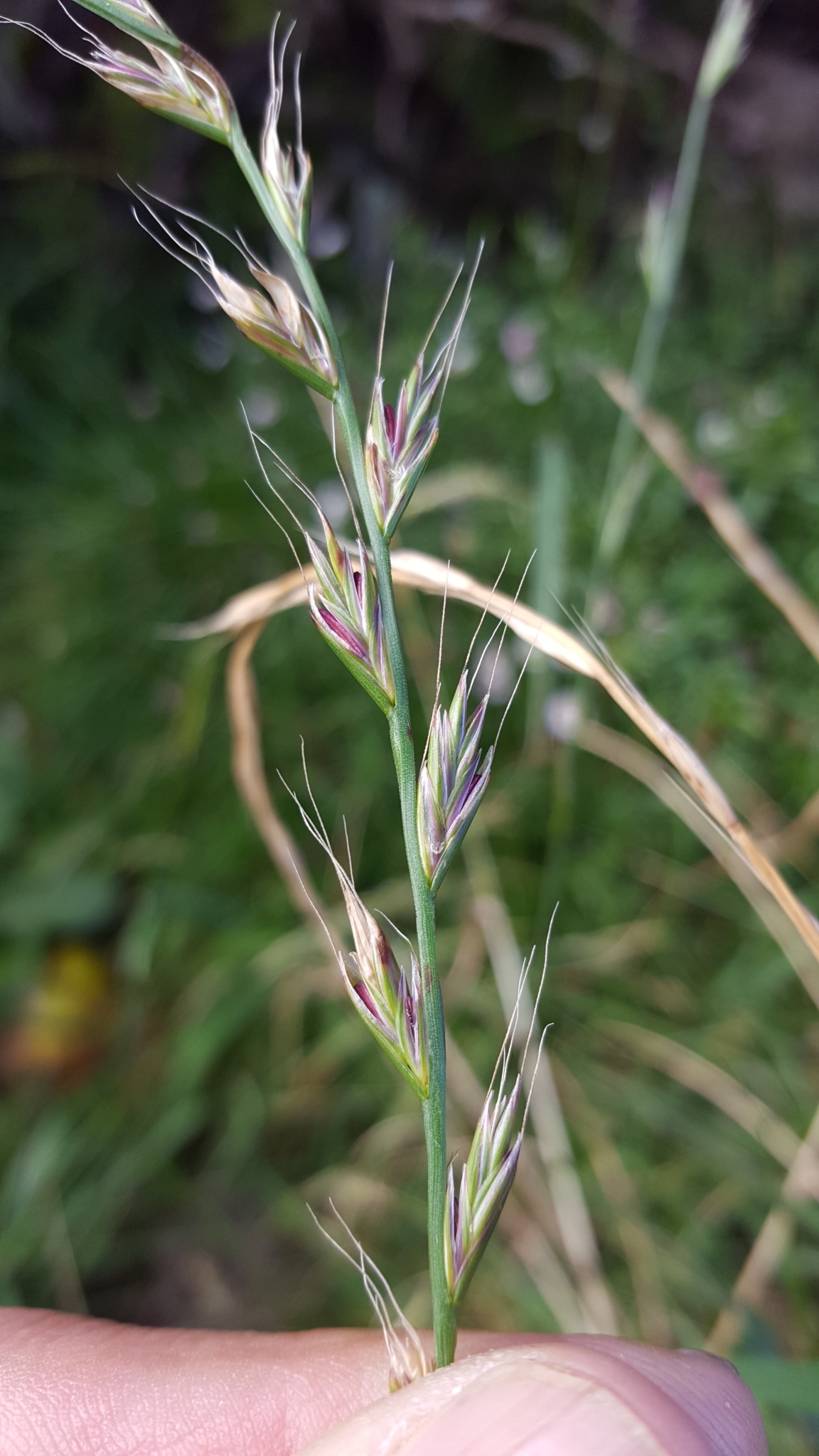 (c) François Rousseu, certains droits réservés (CC BY-NC) https://www.inaturalist.org/observations/123792658
