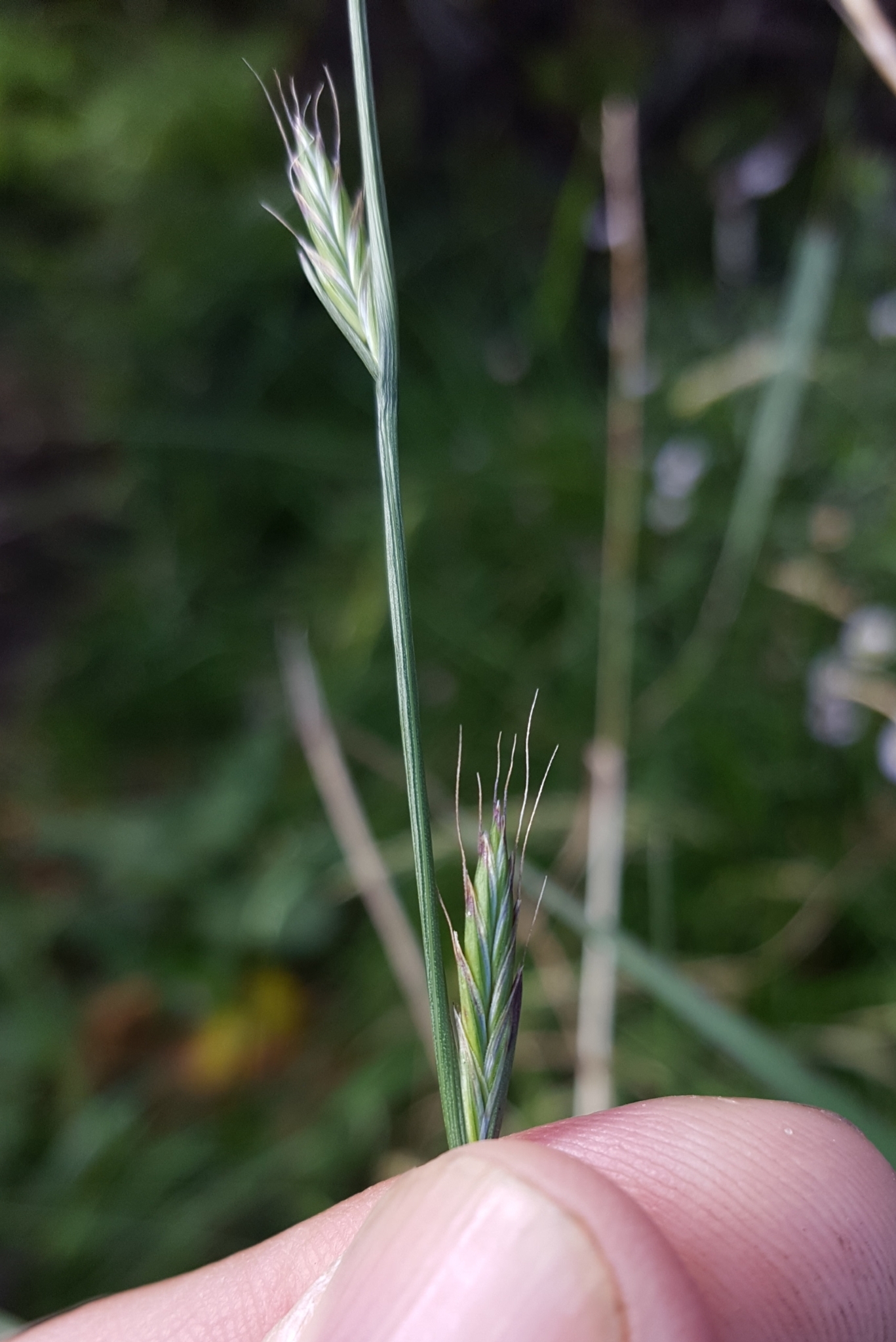 (c) François Rousseu, certains droits réservés (CC BY-NC) https://www.inaturalist.org/observations/123792658
