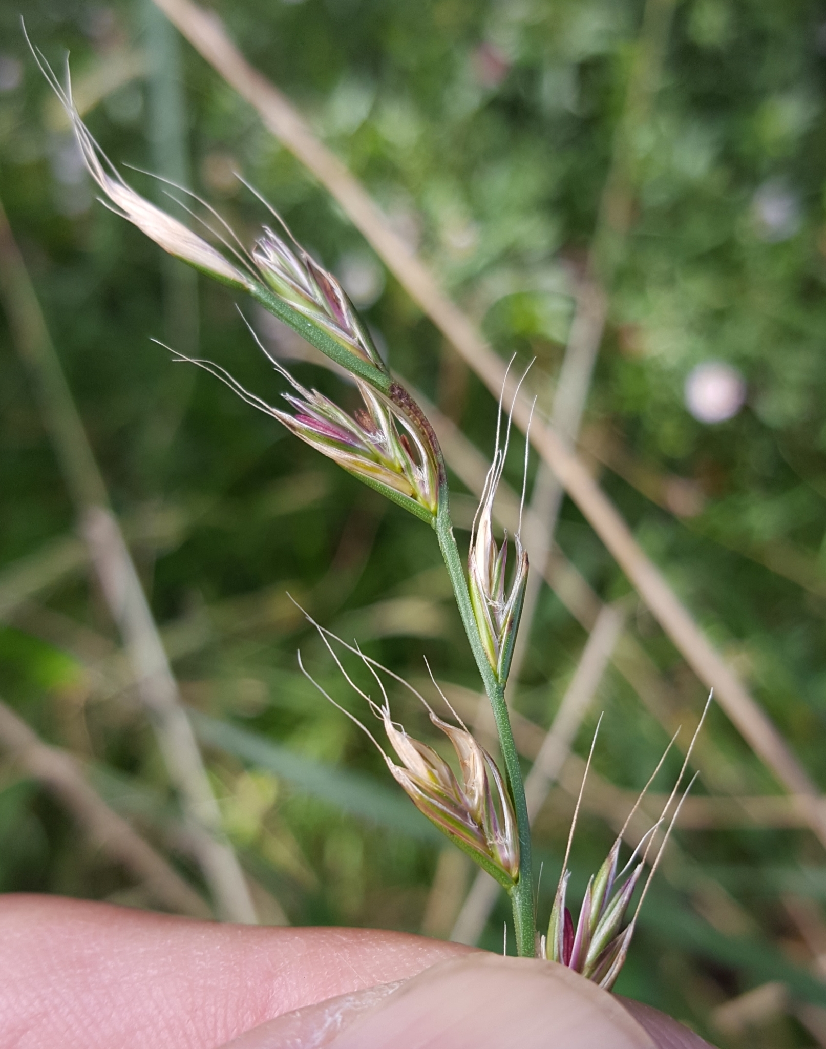 (c) François Rousseu, certains droits réservés (CC BY-NC) https://www.inaturalist.org/observations/123792658