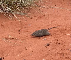 Pseudomys desertor