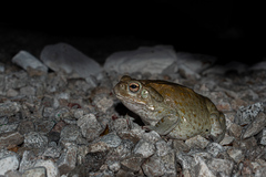 Incilius alvarius