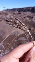 Carex borbonica