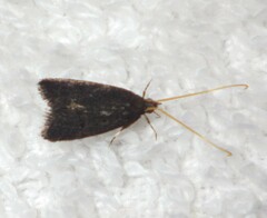 Lecithocera nigrana