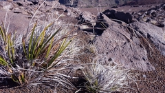 Carex borbonica