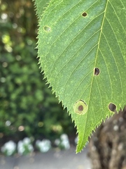 Wilsonomyces carpophilus