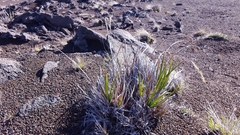 Carex borbonica