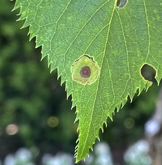 Wilsonomyces carpophilus