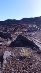 Carex borbonica