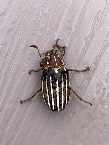 Ten-lined June Beetle photo 6