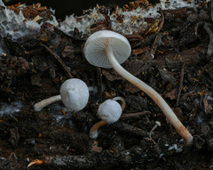 Collybia bakerensis
