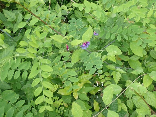 Image of Lathyrus polyphyllus by (c) giantcicada, some rights reserved (CC BY)