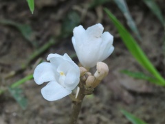 Didymoplexis pallens