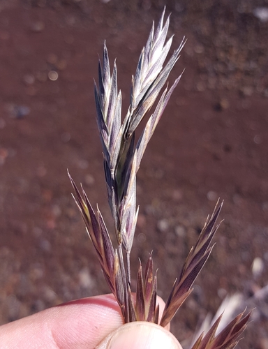 Bromus image