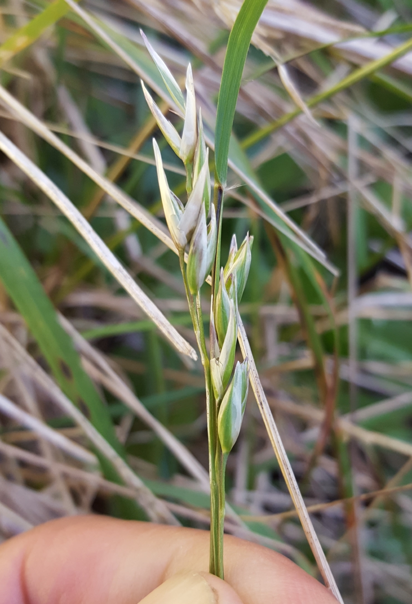 (c) François Rousseu, certains droits réservés (CC BY-NC) https://www.inaturalist.org/observations/123792913