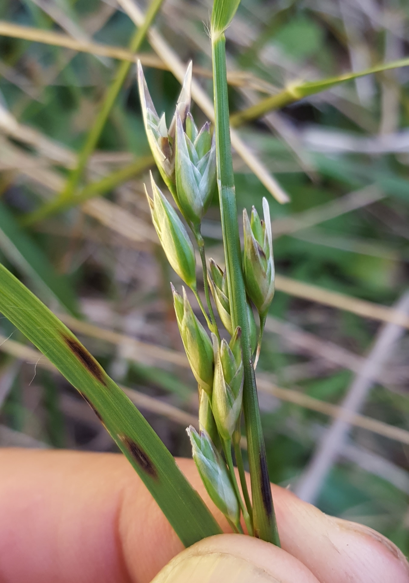 (c) François Rousseu, certains droits réservés (CC BY-NC) https://www.inaturalist.org/observations/123792913
