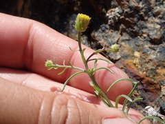 Erigeron reductus reductus