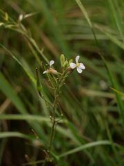 Raphanus raphanistrum raphanistrum