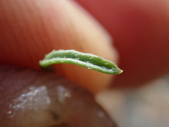 Erigeron reductus reductus