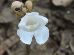 Didymoplexis pallens